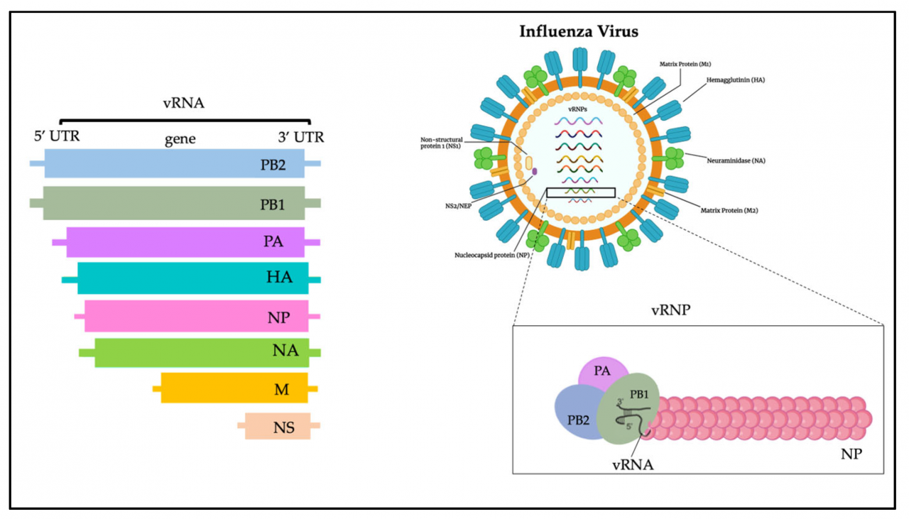 Virus influenza structure virion flu 3d particle colored alamy background illustration shopping cart